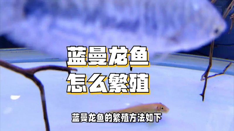 藍曼龍魚如何繁殖