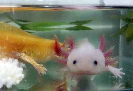 全國(guó)最大的龍魚(yú)網(wǎng)站是什么（全國(guó)最大的龍魚(yú)網(wǎng)站是哪一個(gè)？）