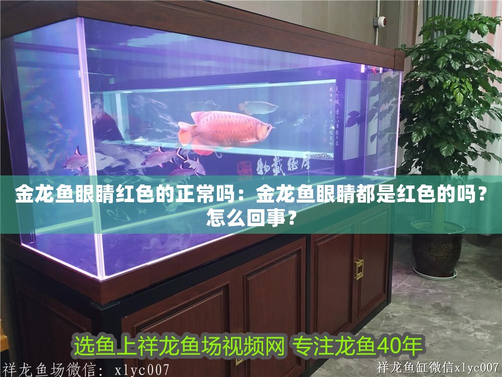 金龍魚眼睛紅色的正常嗎：金龍魚眼睛都是紅色的嗎？怎么回事？