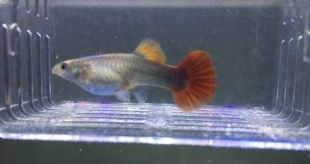 紅魔王銀版魚適宜水溫范圍：關于紅魔王銀版魚適宜水溫范圍并沒有完全相關的直接答案