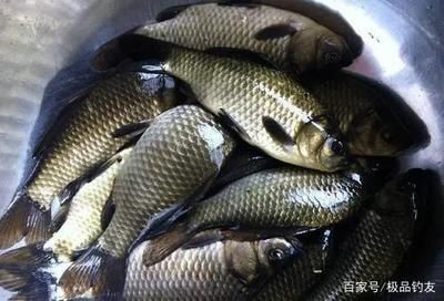 紅魔王銀版魚適宜水溫范圍：關(guān)于紅魔王銀版魚適宜水溫范圍并沒有完全相關(guān)的直接答案