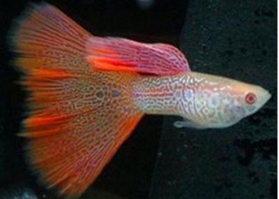 紅魔王銀版魚適宜水溫范圍：關于紅魔王銀版魚適宜水溫范圍并沒有完全相關的直接答案