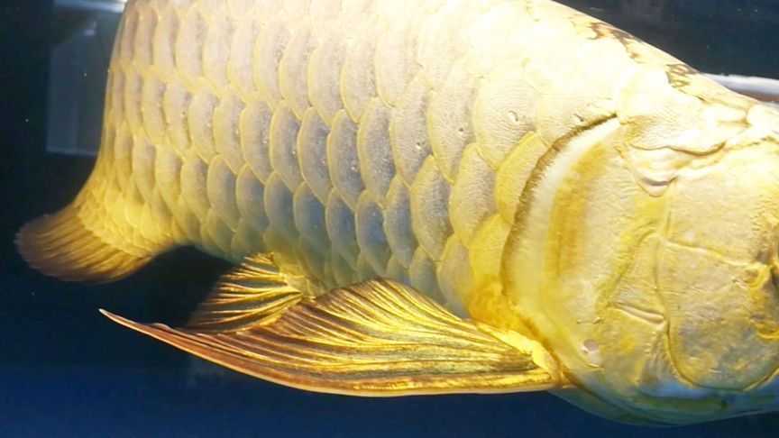 金龍魚魚鱗變白怎么回事【金龍魚魚鱗變白可能由多種原因造成，金龍魚魚鱗變白怎么回事】