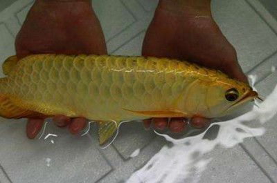 金龍魚魚鱗變白怎么回事【金龍魚魚鱗變白可能由多種原因造成，金龍魚魚鱗變白怎么回事】