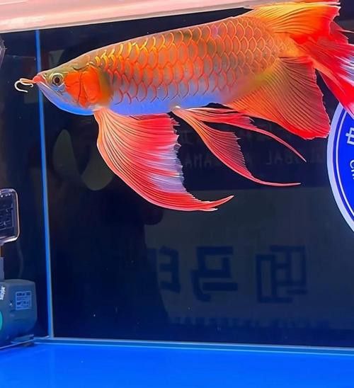 如何挑選紅龍魚苗圖解