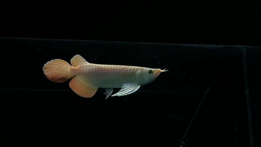 如何挑選紅龍魚苗圖解