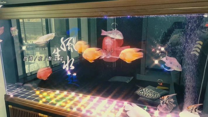 過背和高背金龍魚有什么區別呢（過背金龍魚與高背金龍魚的區別）
