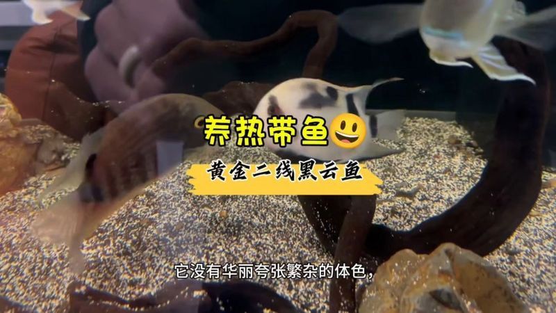 金雙線魚好還是黑雙線魚好 龍魚百科 第1張 金雙線魚好還是黑雙線魚好 金雙線魚好還是黑雙線魚好 龍魚百科 第1張