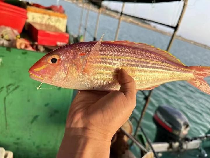 金雙線魚好還是黑雙線魚好 龍魚百科 第5張 金雙線魚好還是黑雙線魚好 金雙線魚好還是黑雙線魚好 龍魚百科 第5張