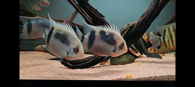 金雙線魚好還是黑雙線魚好 龍魚百科 第3張 金雙線魚好還是黑雙線魚好 金雙線魚好還是黑雙線魚好 龍魚百科 第3張