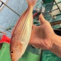 金雙線魚好還是黑雙線魚好 龍魚百科 第14張 金雙線魚好還是黑雙線魚好 金雙線魚好還是黑雙線魚好 龍魚百科 第14張