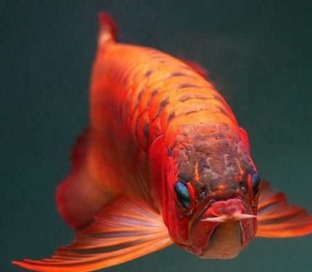 紅龍魚養在家里好不好：家庭飼養紅龍魚的注意事項