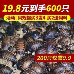 金龍魚能吃蜈蚣嗎有毒嗎：金龍魚可以吃蜈蚣嗎 金龍魚能吃蜈蚣嗎有毒嗎：金龍魚可以吃蜈蚣嗎 龍魚百科 第2張