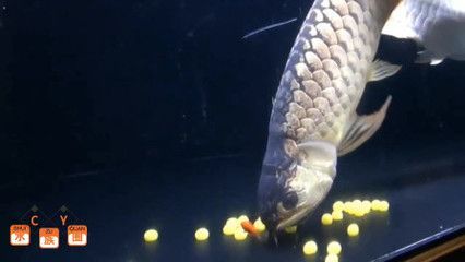 龍魚下蛋是什么兆頭（關(guān)于龍魚下蛋的兆頭，我們可以得出以下結(jié)論以下結(jié)論）