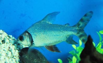 龍魚大便黃色是否正常（關(guān)于龍魚大便的顏色，目前沒有直接的信息來源不過不過）