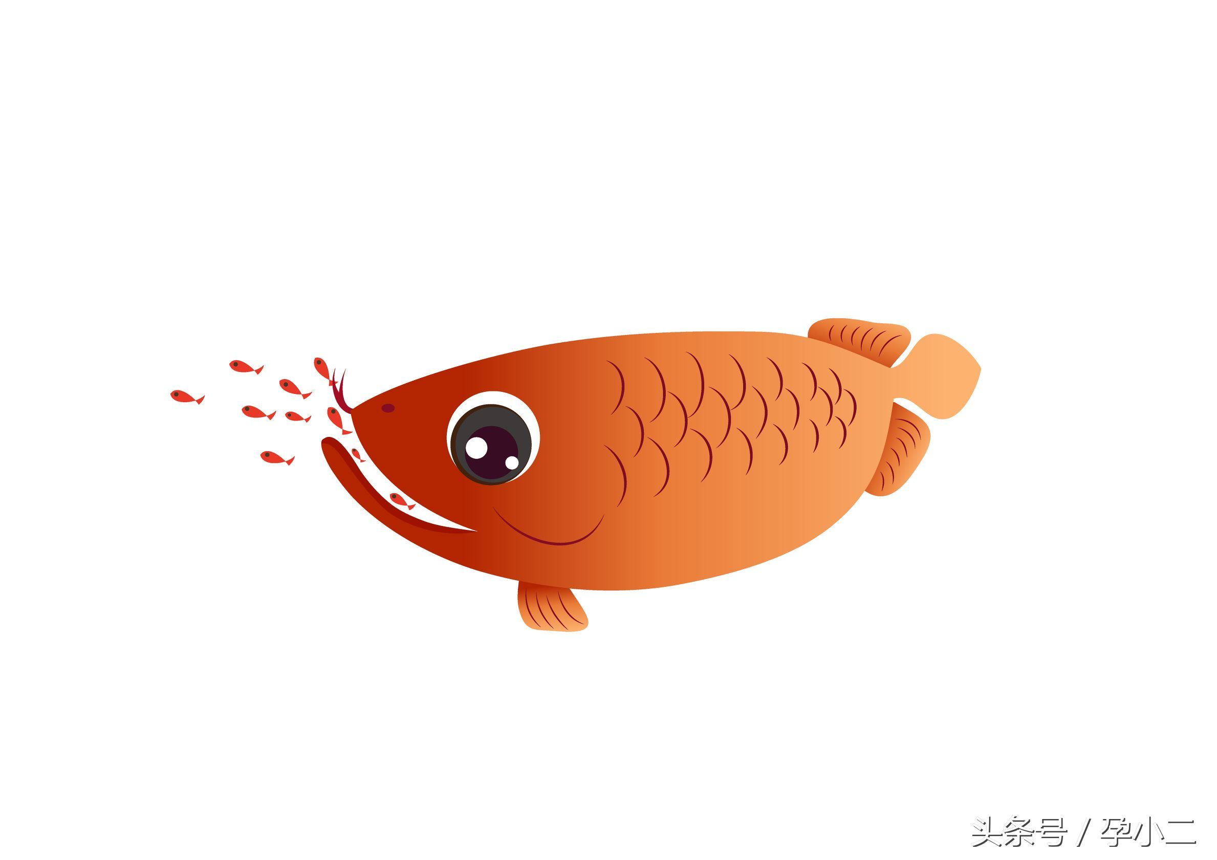 龍魚三個(gè)月不吃東西肚子好大怎么辦：龍魚三個(gè)月不吃東西且肚子異常膨脹怎么辦