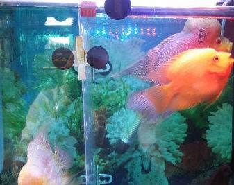 龍魚養不起：關于龍魚飼養的一些建議