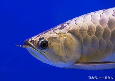 龍魚嘴型區分：龍魚的嘴型及其特點