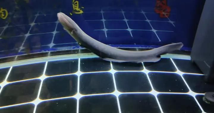 龍魚吃活泥鰍死的幾率高嗎：龍魚吃活泥鰍容易導致死亡嗎？