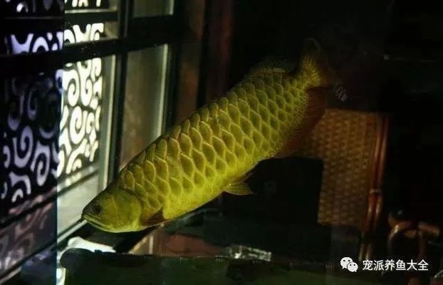 龍魚肚子脹氣怎么辦，龍魚肚子脹氣可能由多種因素引起飲食不當、水質問題、疾病等