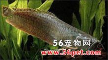 龍魚常見品種飼養與現狀研究：龍魚常見品種飼養與現狀