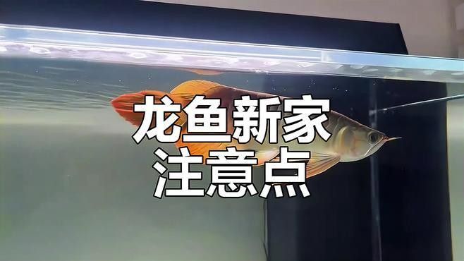 龍魚趴缸了怎么辦啊圖片