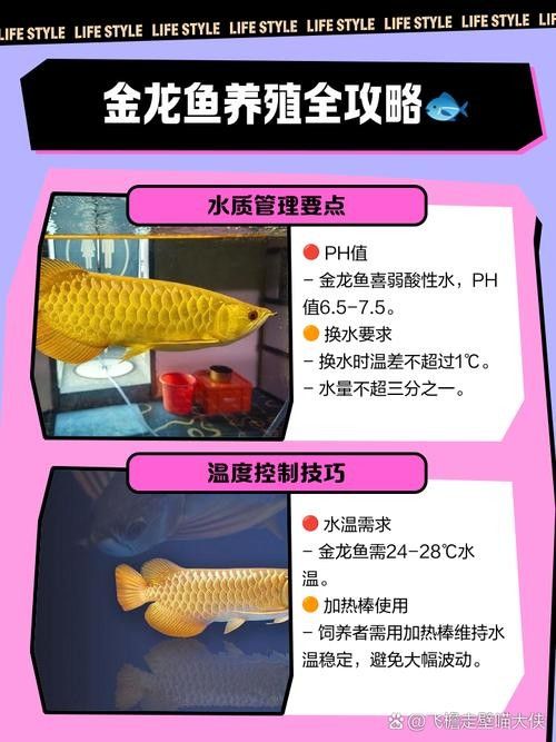 龍魚趴缸了怎么辦啊圖片