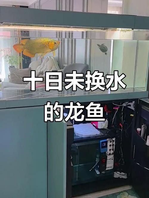 龍魚趴缸了怎么辦啊圖片