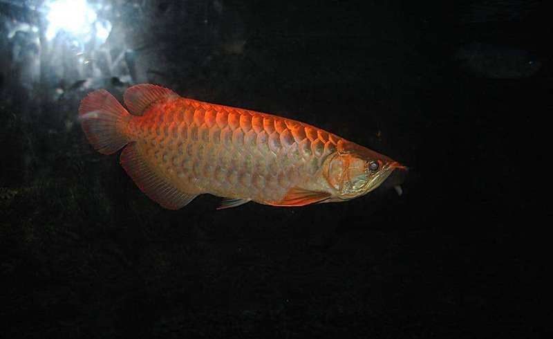 龍魚最低溫度多少度適宜