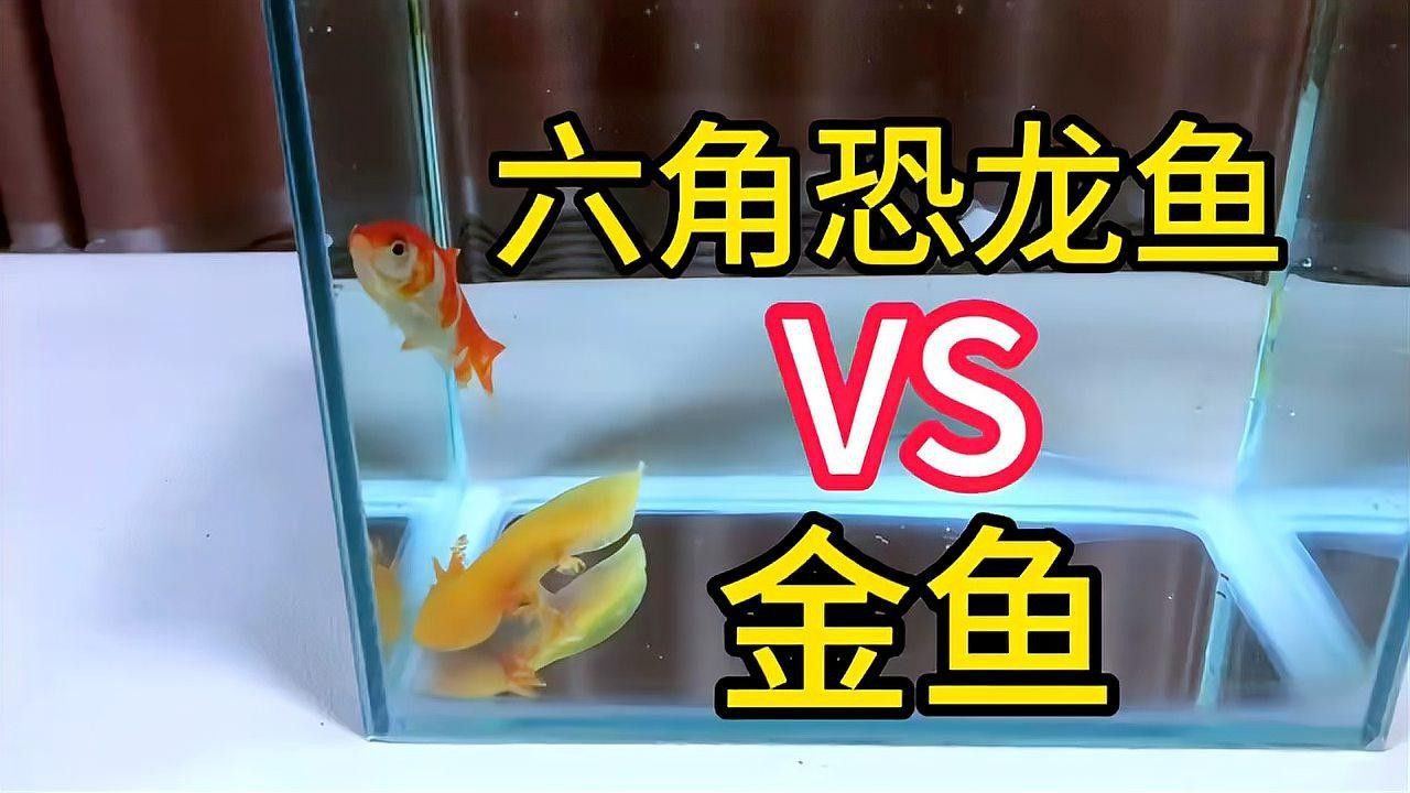 恐龍魚跳缸嗎