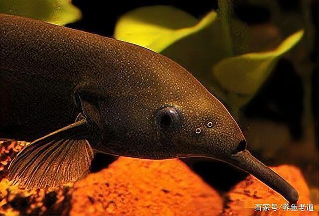 象鼻魚可以和龍魚混養(yǎng)嗎 象鼻魚可以和龍魚混養(yǎng)嗎 龍魚百科 第3張