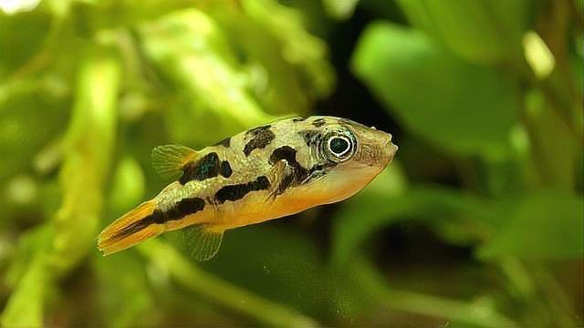 象鼻魚可以和龍魚混養(yǎng)嗎 象鼻魚可以和龍魚混養(yǎng)嗎 龍魚百科 第5張