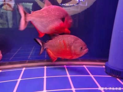 龍魚大小鱗算瑕疵：龍魚大小鱗算瑕疵嗎？ 龍魚大小鱗算瑕疵：龍魚大小鱗算瑕疵嗎？ 龍魚百科 第1張