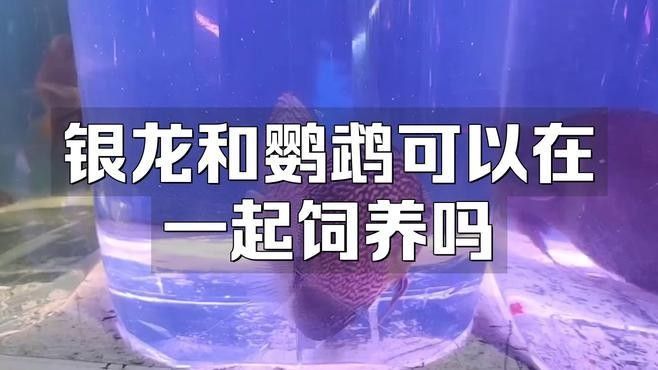 鸚鵡魚和銀龍魚混養怎樣喂食呢