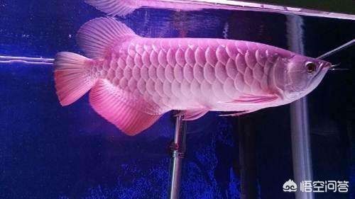 龍魚養多久才能長20厘米（龍魚養多久能長20厘米）