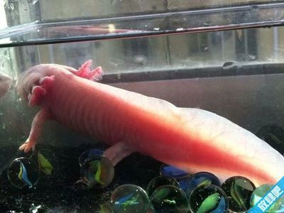 龍魚養多久才能長20厘米（龍魚養多久能長20厘米）