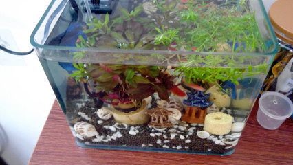 喂龍魚草金魚怎么處理干凈龍魚草金魚的處理方法：喂食龍魚草金魚怎么處理干凈，喂龍魚草金魚的處理方法