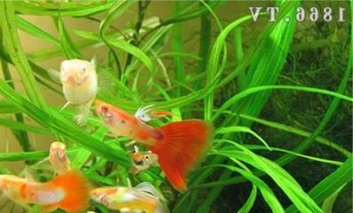 喂龍魚草金魚怎么處理干凈龍魚草金魚的處理方法：喂食龍魚草金魚怎么處理干凈，喂龍魚草金魚的處理方法