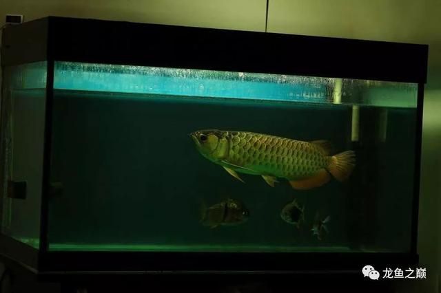 印尼紅龍魚場有哪些魚種名稱 印尼紅龍魚場有哪些魚種名稱 龍魚百科 第1張