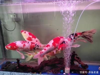 龍魚發驚怎么辦:如何判斷龍魚是否受驚 龍魚百科 第1張 龍魚發驚怎么辦:如何判斷龍魚是否受驚 龍魚發驚怎么辦:如何判斷龍魚是否受驚 龍魚百科 第1張