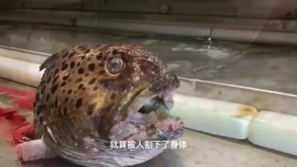龍魚發驚怎么辦:如何判斷龍魚是否受驚 龍魚百科 第5張 龍魚發驚怎么辦:如何判斷龍魚是否受驚 龍魚發驚怎么辦:如何判斷龍魚是否受驚 龍魚百科 第5張