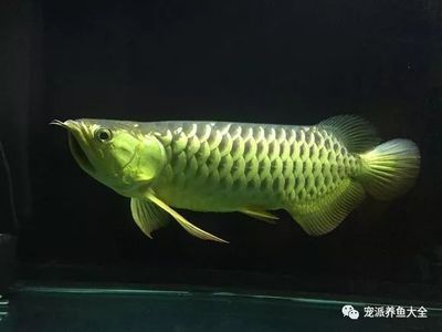 龍魚發驚怎么辦:如何判斷龍魚是否受驚 龍魚百科 第4張 龍魚發驚怎么辦:如何判斷龍魚是否受驚 龍魚發驚怎么辦:如何判斷龍魚是否受驚 龍魚百科 第4張