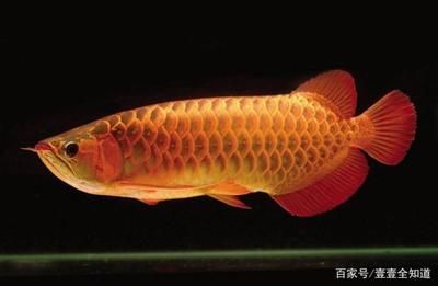 龍魚發驚怎么辦:如何判斷龍魚是否受驚 龍魚百科 第3張 龍魚發驚怎么辦:如何判斷龍魚是否受驚 龍魚發驚怎么辦:如何判斷龍魚是否受驚 龍魚百科 第3張