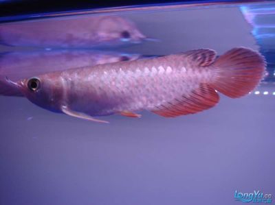 金龍魚的發色過程圖：關于金龍魚的發色過程圖 金龍魚的發色過程圖：關于金龍魚的發色過程圖 龍魚百科 第3張