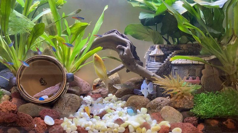 藍曼龍魚能和龍魚混養嗎視頻 藍曼龍魚能和龍魚混養嗎視頻 龍魚百科 第4張