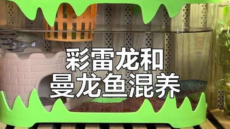 藍曼龍魚能和龍魚混養嗎視頻 藍曼龍魚能和龍魚混養嗎視頻 龍魚百科 第3張