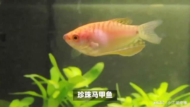 藍曼龍魚能和龍魚混養嗎視頻 藍曼龍魚能和龍魚混養嗎視頻 龍魚百科 第6張