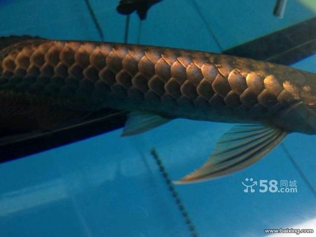 祥龍魚場有限公司地址在哪里（“祥龍”命名的魚場或相關企業列出了幾個具體地址信息）