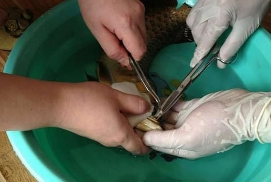 龍魚麻醉方法有哪些種類圖解：龍魚麻醉方法的種類