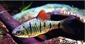 龍魚外傷恢復期間需要停食嗎？